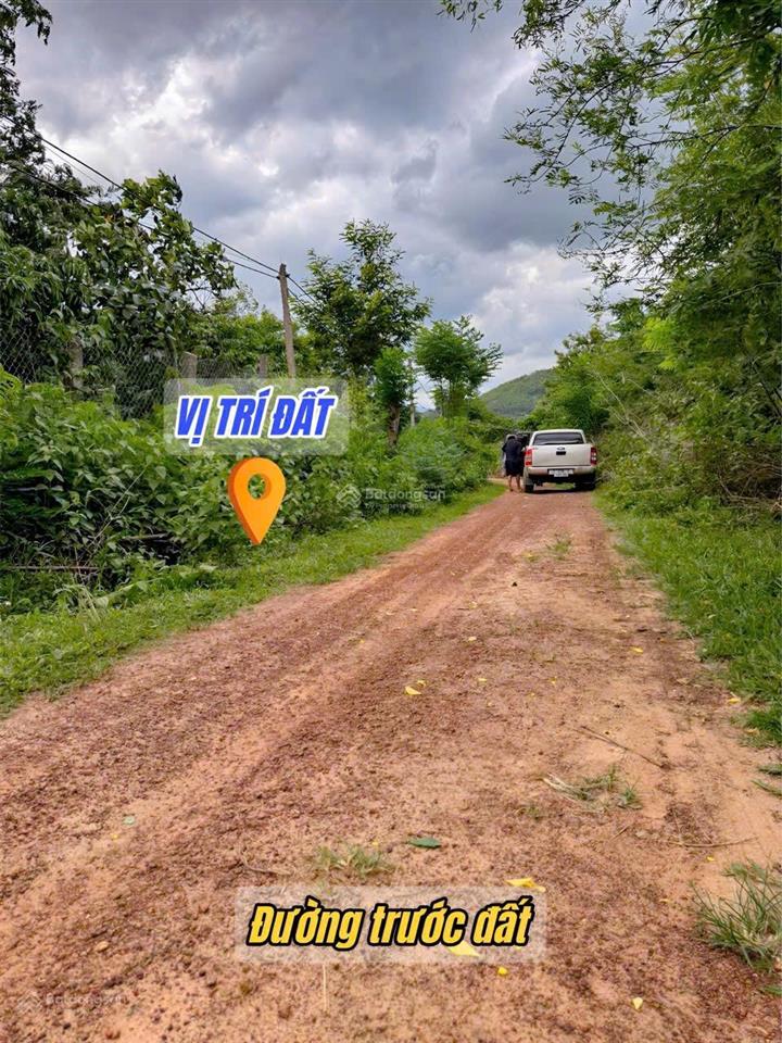 Vườn vải full siêu đẹp chỉ 6xxtr