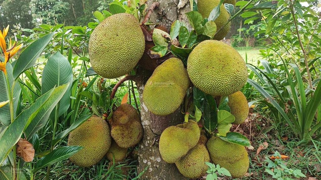 Bán lô đất view hồ cực đẹp tại xã đoài phương