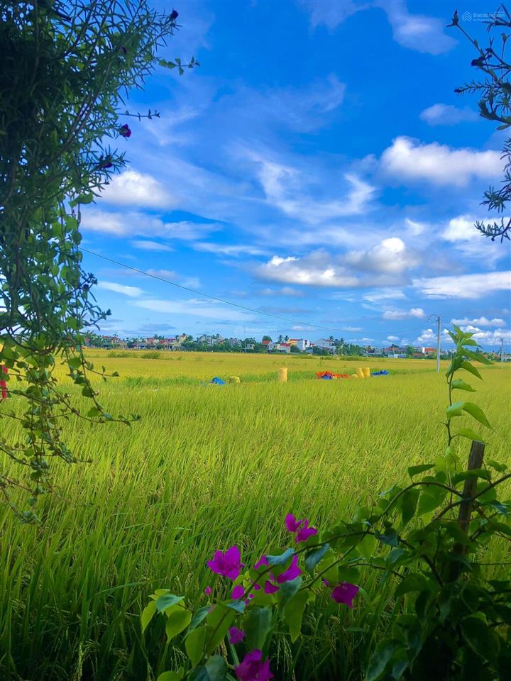 Sở hữu đất mặt tiền đường lê thánh tông  ngắm trọn đồng quê an mỹ ngay giữa lòng hội an (ms487)