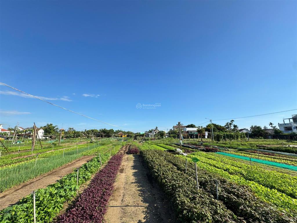 Hàng hiếm bán đất mặt tiền view sông và view làng rau trà quế cực hiếm tại hội an  giá tốt (ms579