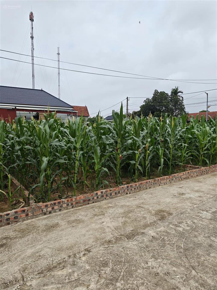 Bán lô đất full thổ cư  gò gạo, kim anh, hà nội  dt 100m2  giá siêu tốt