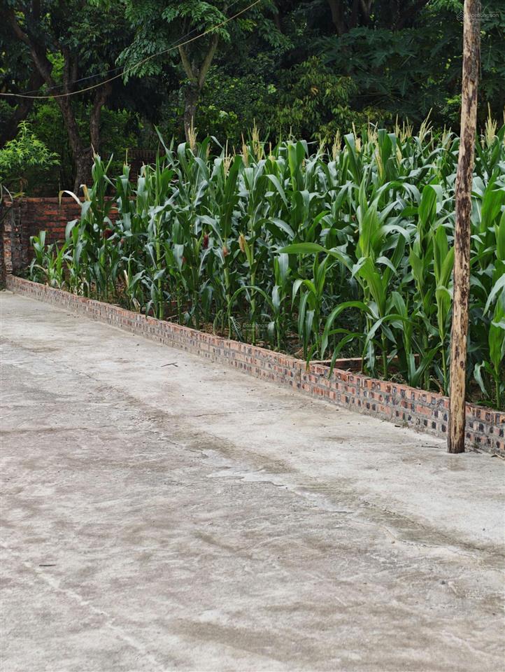 Bán lô đất full thổ cư  gò gạo, kim anh, hà nội  dt 100m2  giá siêu tốt