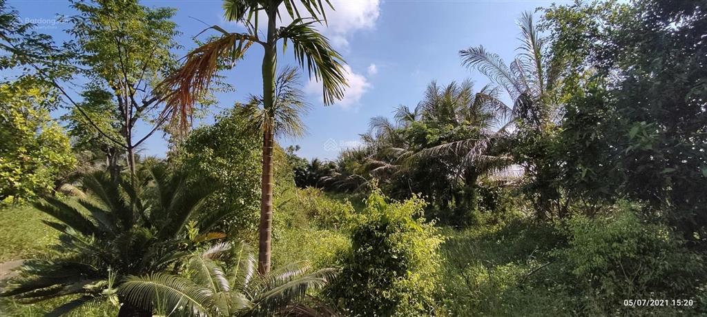 Bán hơn 5000m đất trang trại ở kiến thuỵ, hải phòng, giá êm cho khách thiện trí