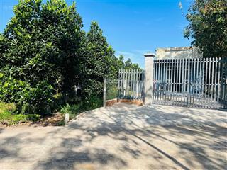 Bán vườn mít thái 682m2(300tc), cách kcn hàn quốc 550ha 4km, trung tâm xã đầy đủ tiện ích cách 850m