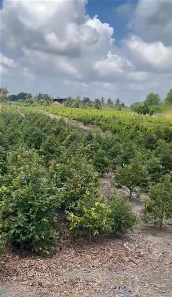 Bán trang trại, khu nghỉ dưỡng tại đường kênh 4, bình chánh, hồ chí minh, 80 tỷ, 14000 m2 giá siêu