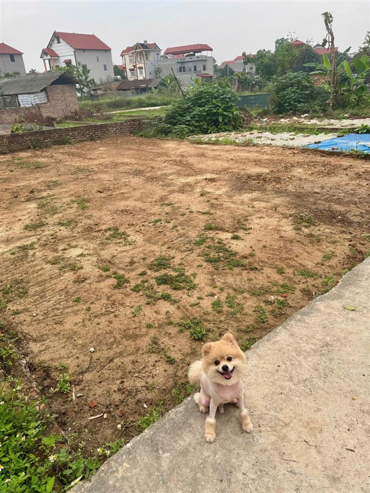 Hàng hiếm 100 m yên tàng ,đa phúc sát cạnh đường vành đai 4