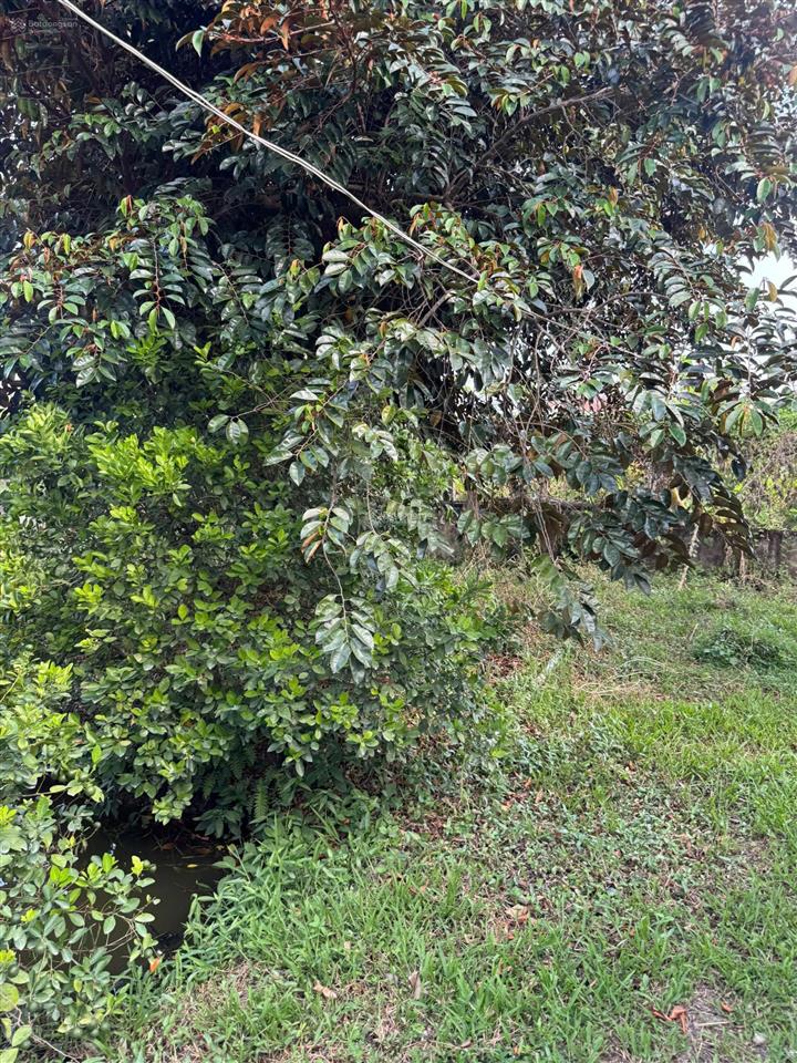 Bán đất vườn đẹp phường trung an  diện tích lớn, giá tốt chỉ 3 triệu/m²