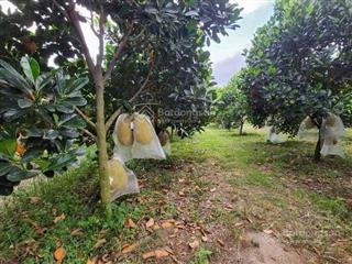 Chỉ 390tr đứng tên ngay lô đất tphcm có sẵn vườn mít thái 7 năm đang cho thu hoạch hơn 30tr/ vụ