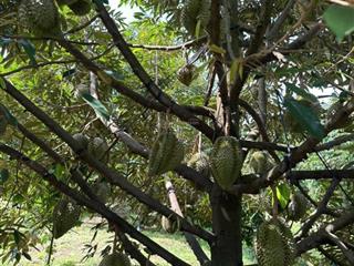 Bán đất vườn sầu riêng có sẵn nhà cấp 4 hơn 4,500m2 giá 780tr còn thương lượng