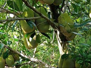 Chị gái kẹt tiền bán gấp 1.500m² đất vườn cạnh hồ trị an chỉ 800 triệu