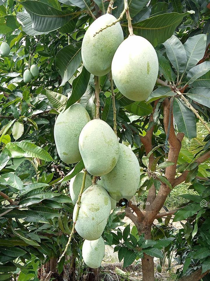 Chưa tới 1 tỷ sở hữu vườn nhà đồi view thung lũng gần hồ trị an