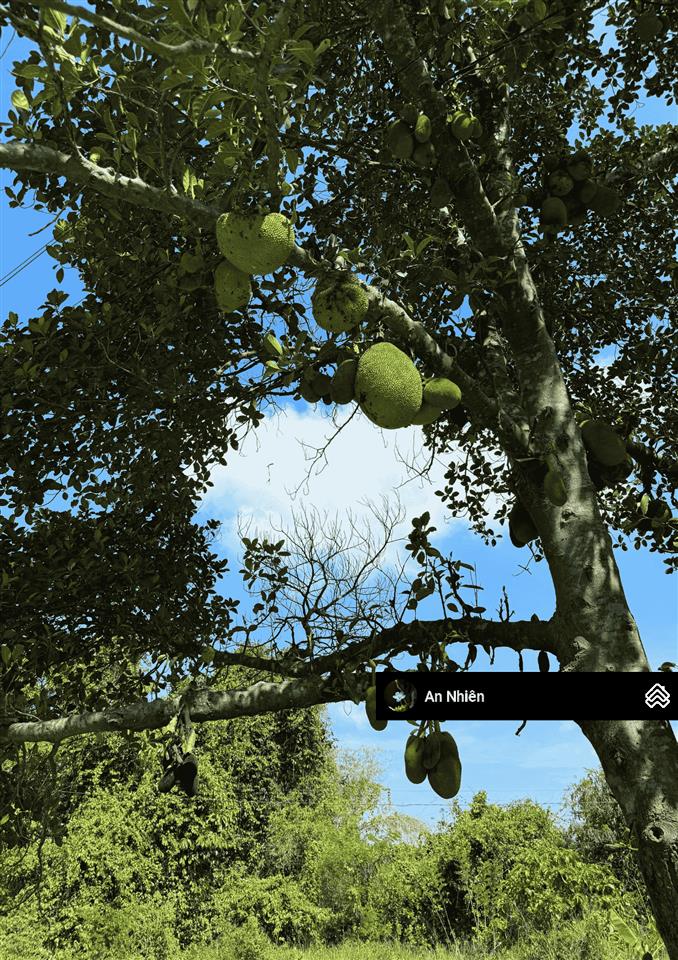 Chưa tới 1 tỷ sở hữu vườn nhà đồi view thung lũng gần hồ trị an