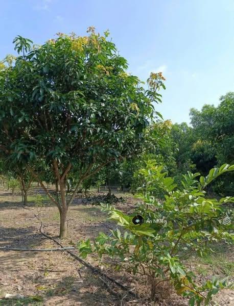 Chưa tới 1 tỷ sở hữu vườn nhà đồi view thung lũng gần hồ trị an