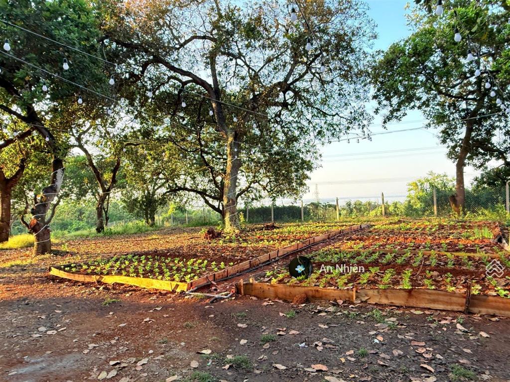 Sở hữu mảnh vườn view hồ trị an sáng nghe gió, chiều nhìn hồ