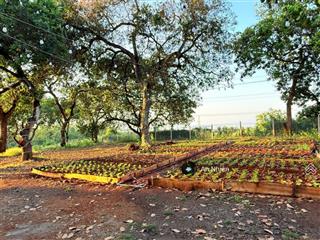 Sở hữu mảnh vườn view hồ trị an sáng nghe gió, chiều nhìn hồ