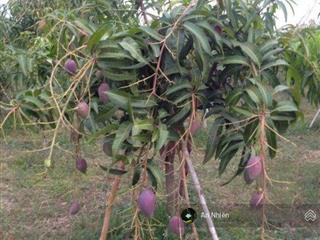 Chưa tới 1 tỷ sở hữu ngay vườn nhà đồi view thung lũng gần hồ trị an