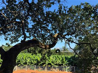 Chị gái kẹt tiền bán gấp 1.500m² đất vườn cạnh hồ trị an chỉ 800 triệu