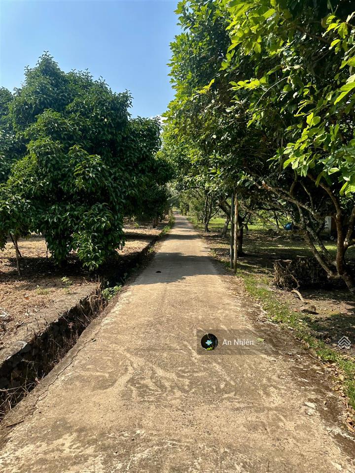 Hàng cuối nền thổ cư long thành giá rẻ hiếm 385tr nhận nền vay ngân hàng 50%