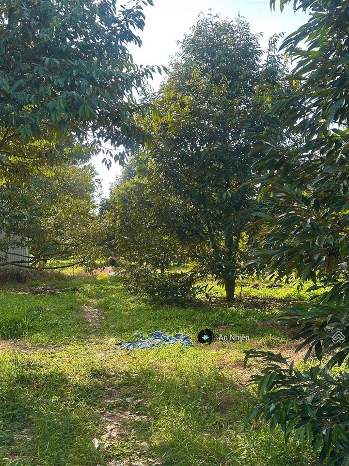 Hàng cuối nền thổ cư long thành giá rẻ hiếm 385tr nhận nền vay ngân hàng 50%