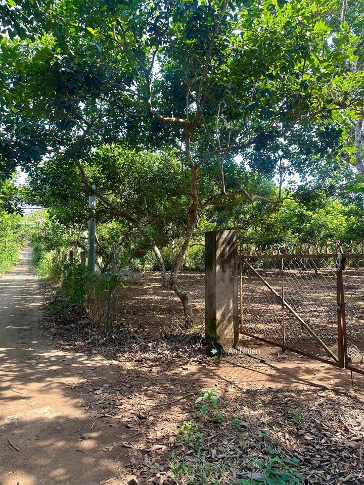 Hàng cuối nền thổ cư long thành giá rẻ hiếm 385tr nhận nền vay ngân hàng 50%