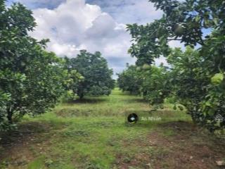 Tài chính 400tr sở hữu ngay vườn la ngà đồng nai  hiếm