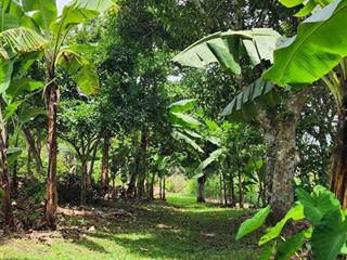 Giá sốc la ngà. vườn trái cây lâu năm, mt đường lớn, gần ql20 chỉ 400tr