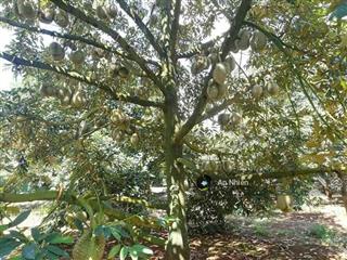 Thổ cư gần trung tâm hành chính dầu giây giá chỉ 775 triệu, ngân hàng hỗ trợ vay