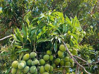 Vườn hơn 1000m2 view thung lũng đồi cây ăn trái gần hồ trị an , sẵn cây ăn trái lâu năm