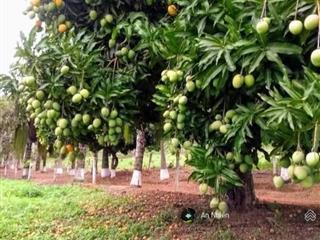 Chị chủ đang sẵn vườn trồng cây ăn trái, do kinh doanh hụt vốn chị muốn nhượng lại, giá hữu nghị