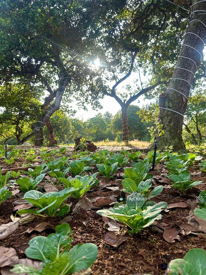 Cần tiền bán gấp mảnh vườn view hồ trị an giá chỉ bằng một chiếc ô tô