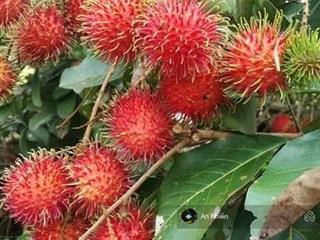 Chỉ 990 triệu/1000m  có ngay vườn cây ăn trái sát kcn long khánh