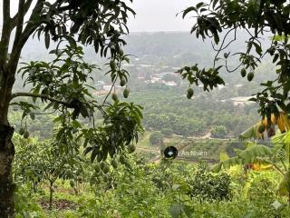 Bỏ phố về vườn chỉ 950tr/sào có ngay 1.200m vườn xoài trĩu quả tại la ngà quá rẻ