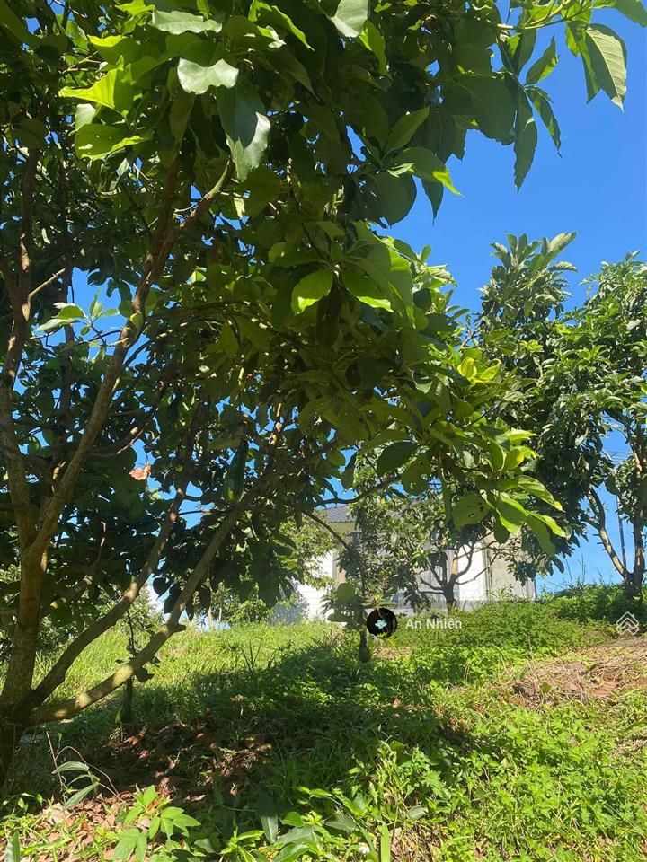 Đất dầu giây 125m full thổ cư  tặng vườn cây ăn trái  ngân hàng hỗ trợ vay lên đến 70%