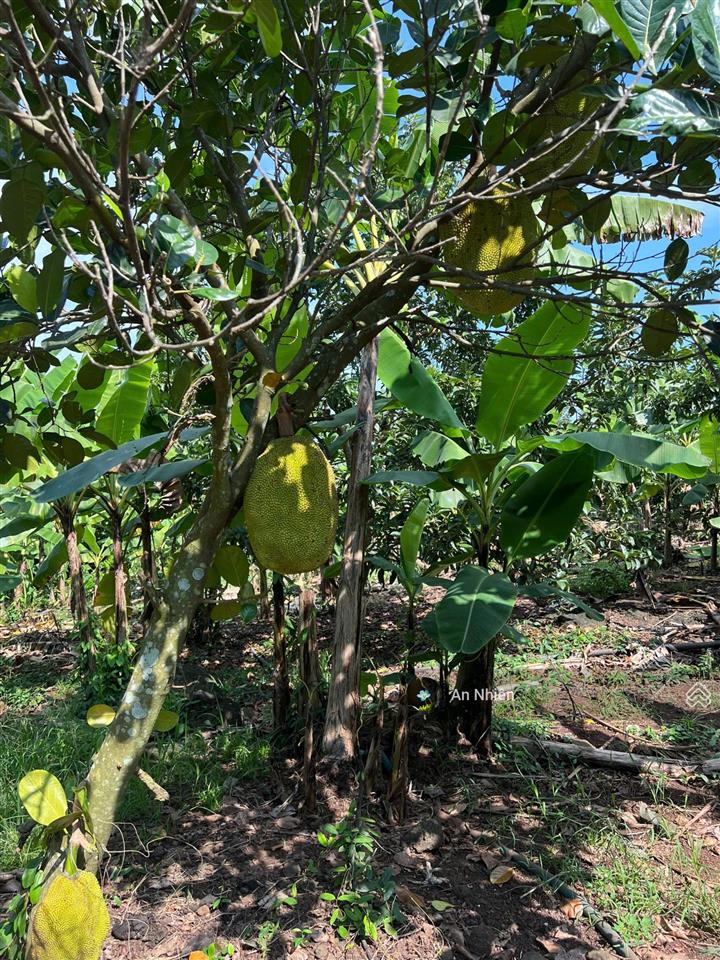 Đất dầu giây 125m full thổ cư  tặng vườn cây ăn trái  ngân hàng hỗ trợ vay lên đến 70%