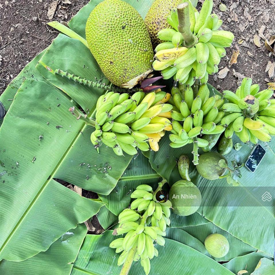 Đất dầu giây 125m full thổ cư  tặng vườn cây ăn trái  ngân hàng hỗ trợ vay lên đến 70%