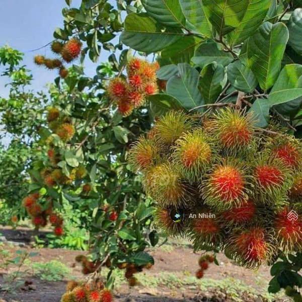 Đất dầu giây 125m full thổ cư  tặng vườn cây ăn trái  ngân hàng hỗ trợ vay lên đến 70%