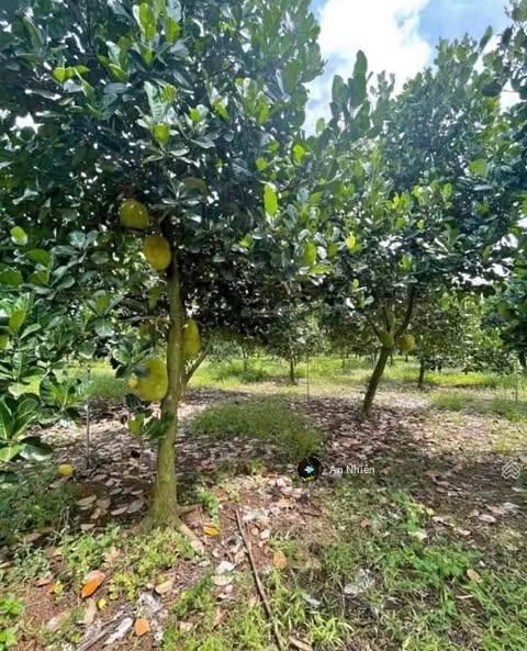 Đất dầu giây 125m full thổ cư  tặng vườn cây ăn trái  ngân hàng hỗ trợ vay lên đến 70%