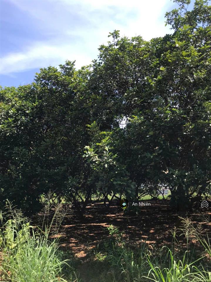 Chỉ 980tr sở hữu ngay "ngôi nhà thứ 2" ngập tràn trái ngọt tại thủ phủ trái cây gần long khánh