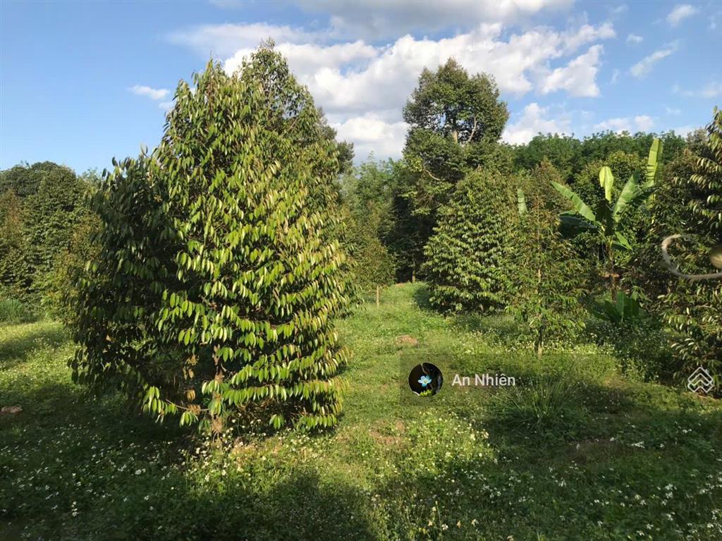 Chỉ 980tr sở hữu ngay "ngôi nhà thứ 2" ngập tràn trái ngọt tại thủ phủ trái cây gần long khánh