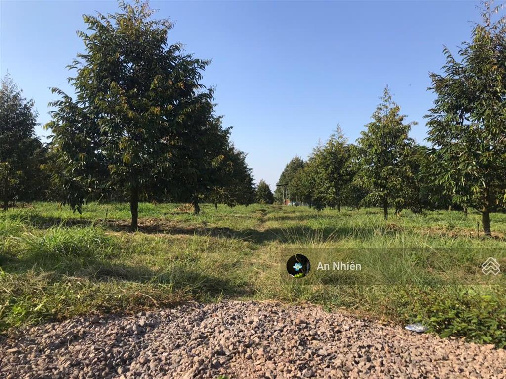 Chỉ 980tr sở hữu ngay "ngôi nhà thứ 2" ngập tràn trái ngọt tại thủ phủ trái cây gần long khánh