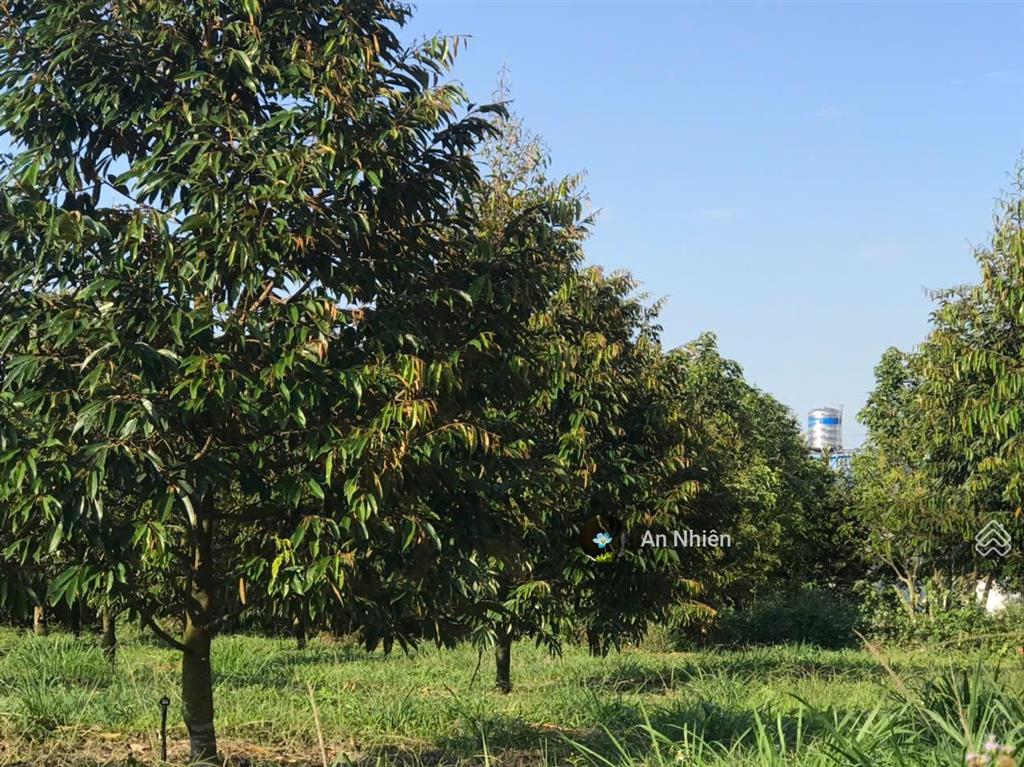 Chỉ 980tr sở hữu ngay "ngôi nhà thứ 2" ngập tràn trái ngọt tại thủ phủ trái cây gần long khánh