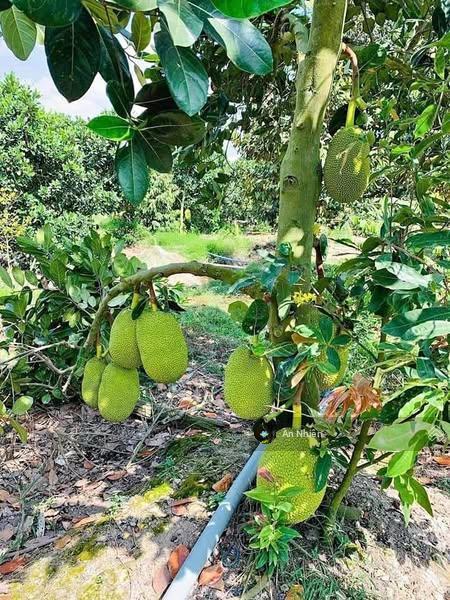 Đất giáp suối kề bên mẹ núi cúi view hồ trị an 1000m chỉ 995 triệu, chủ kẹt tiền bán gấp