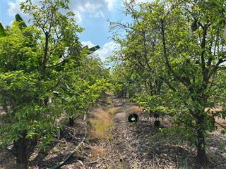 Đất vườn định quán  1.000m2  sổ đỏ chính chủ  giá chỉ 400 triệu.