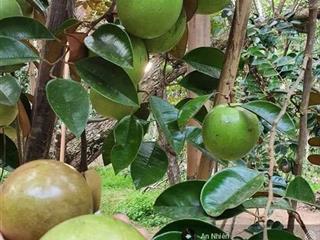 Chỉ 400 triệu sở hữu 1.000m2 vườn cây ăn trái xanh mát tại định quán.