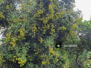 Nhượng lại mảnh vườn trồng cây ăn trái tại thống nhất, giá 995tr anh chị thiện chí ghé thương lượng