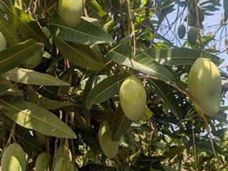 Em vẫn còn một lô đất thổ cư xinh xắn tại gia kiệm, nhượng lại cho anh chị nào đang tìm chốn an cư