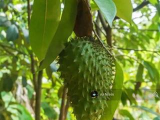 Mảnh vườn đất đỏ màu mỡ tài sản tích lũy an tâm tại thống nhất