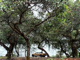 Còn duy nhất sổ view nghỉ dưỡng hồ trị an, diện tích hơn 1.200m²