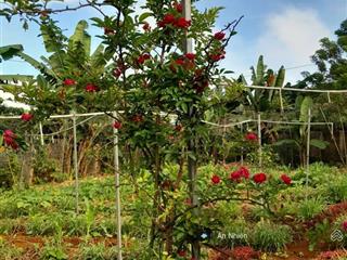 Chủ kẹt tiền cần bán nhanh mảnh vườn gần hồ trị an, diện tích rộng 1.500m²