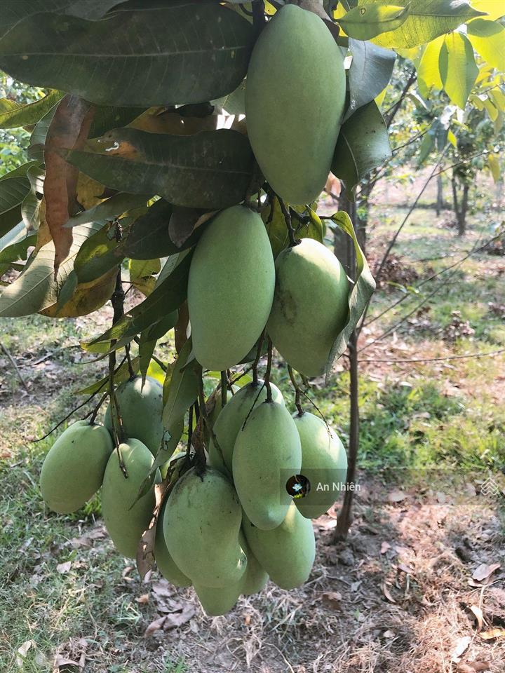 View thung lũng xanh mát sát ql20, mảnh đất lành để anh chị về nghỉ dưỡng